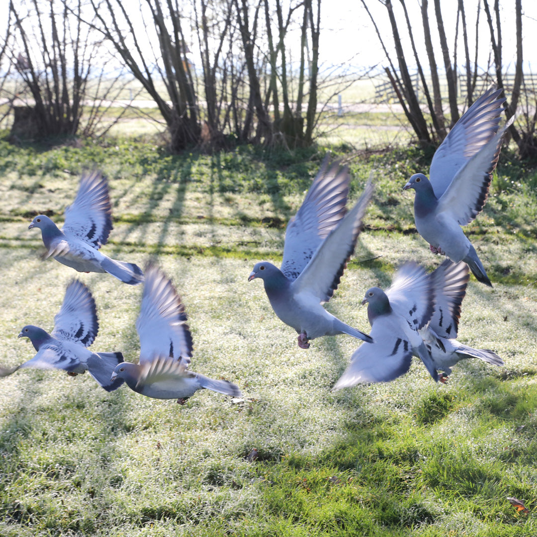 Het Natuurlijke verloop van de rui bij duiven