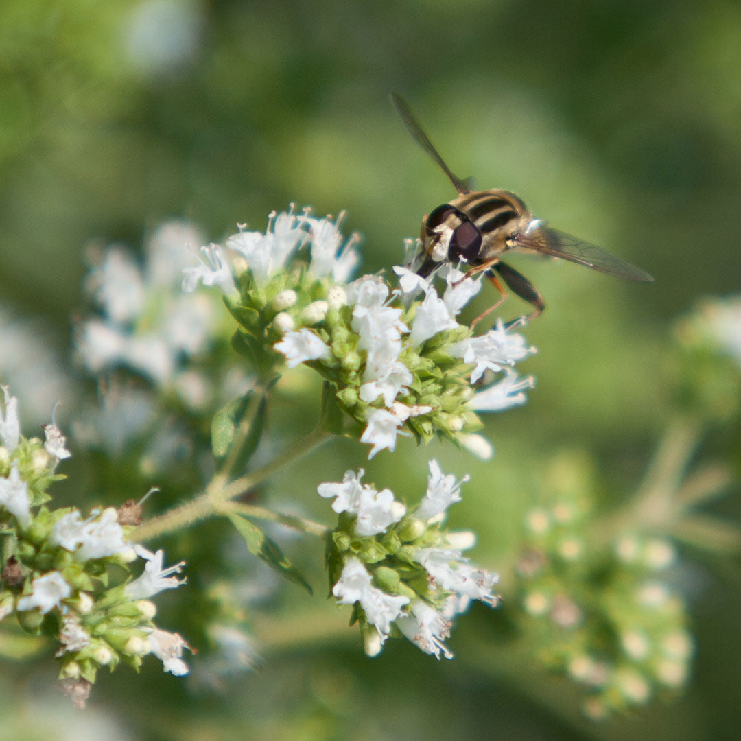 De kracht van propolis