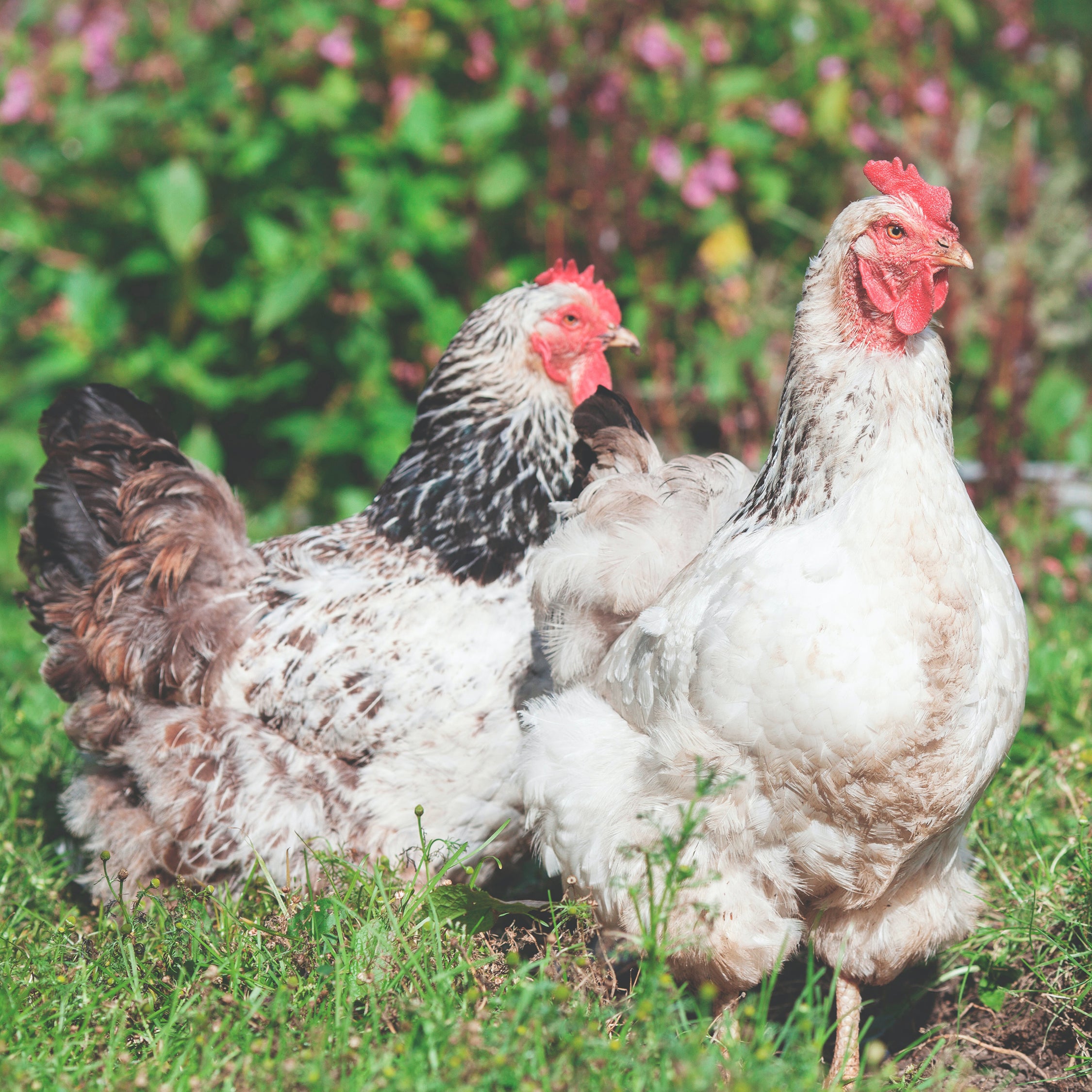Chicken guide: Eten om te vermijden