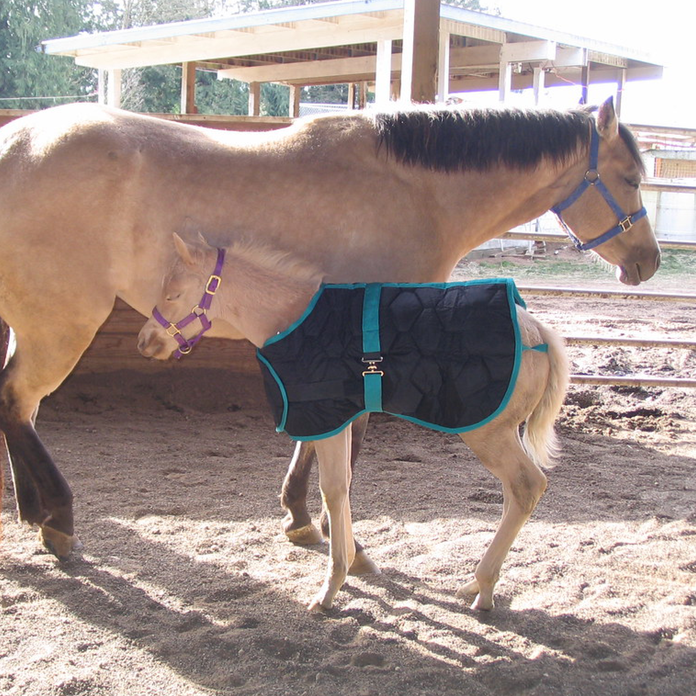 Heeft je paard een deken nodig?