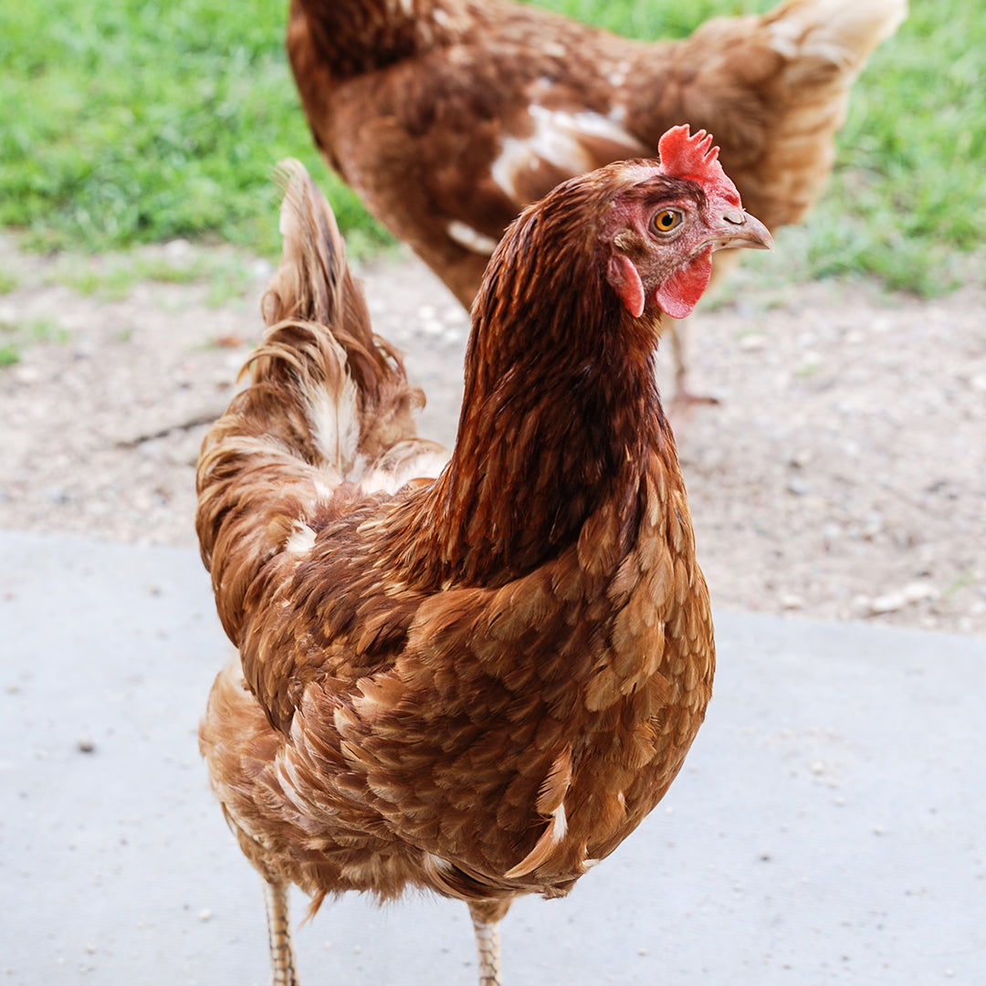 Poulets en mue