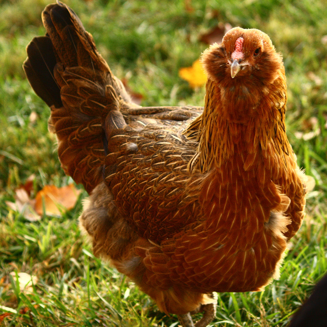 Les races de poulet les plus spéciales