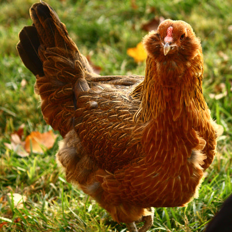 The most extraordinary chicken breeds