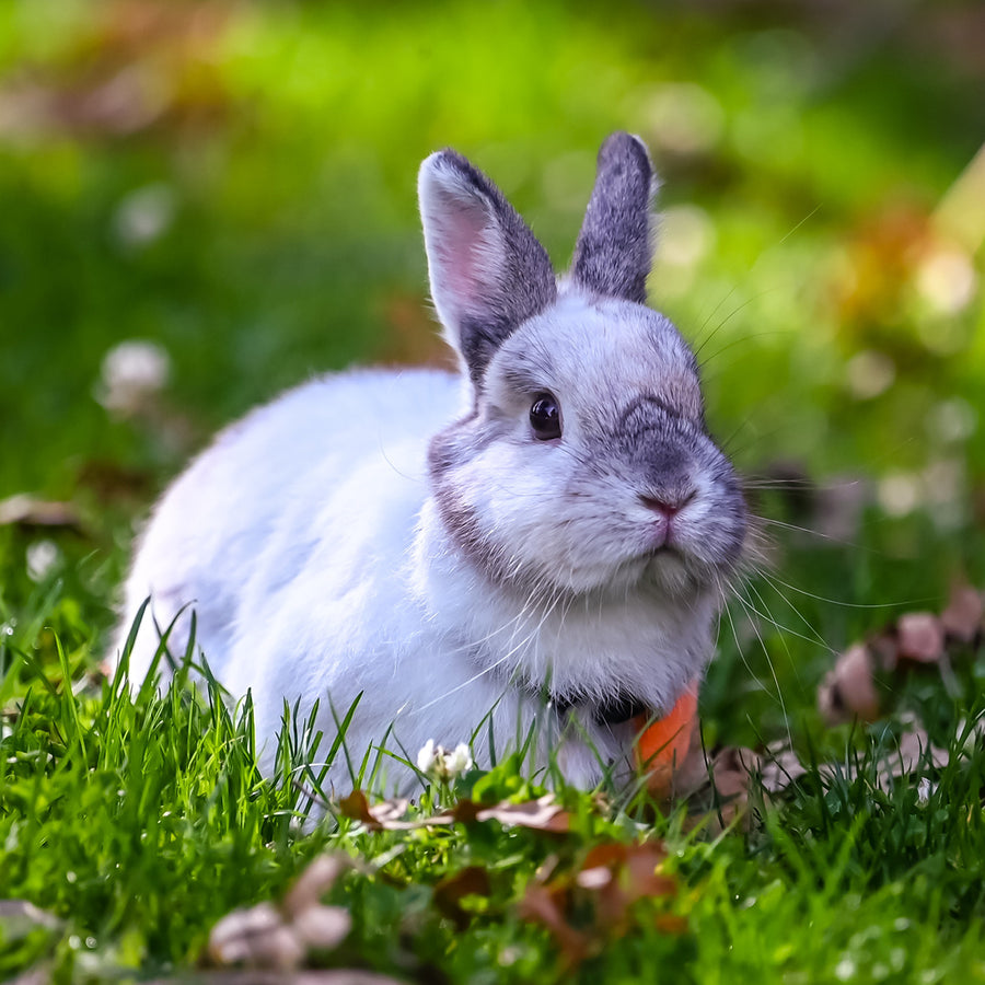 Tandverzorging van konijnen