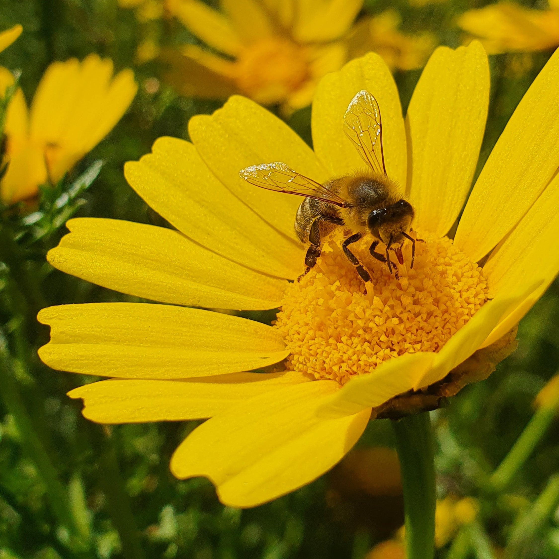 Waarom zijn bijen zo belangrijk?