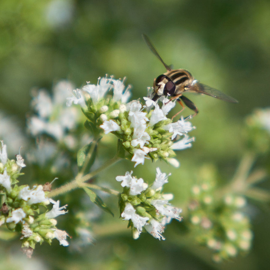 De kracht van propolis