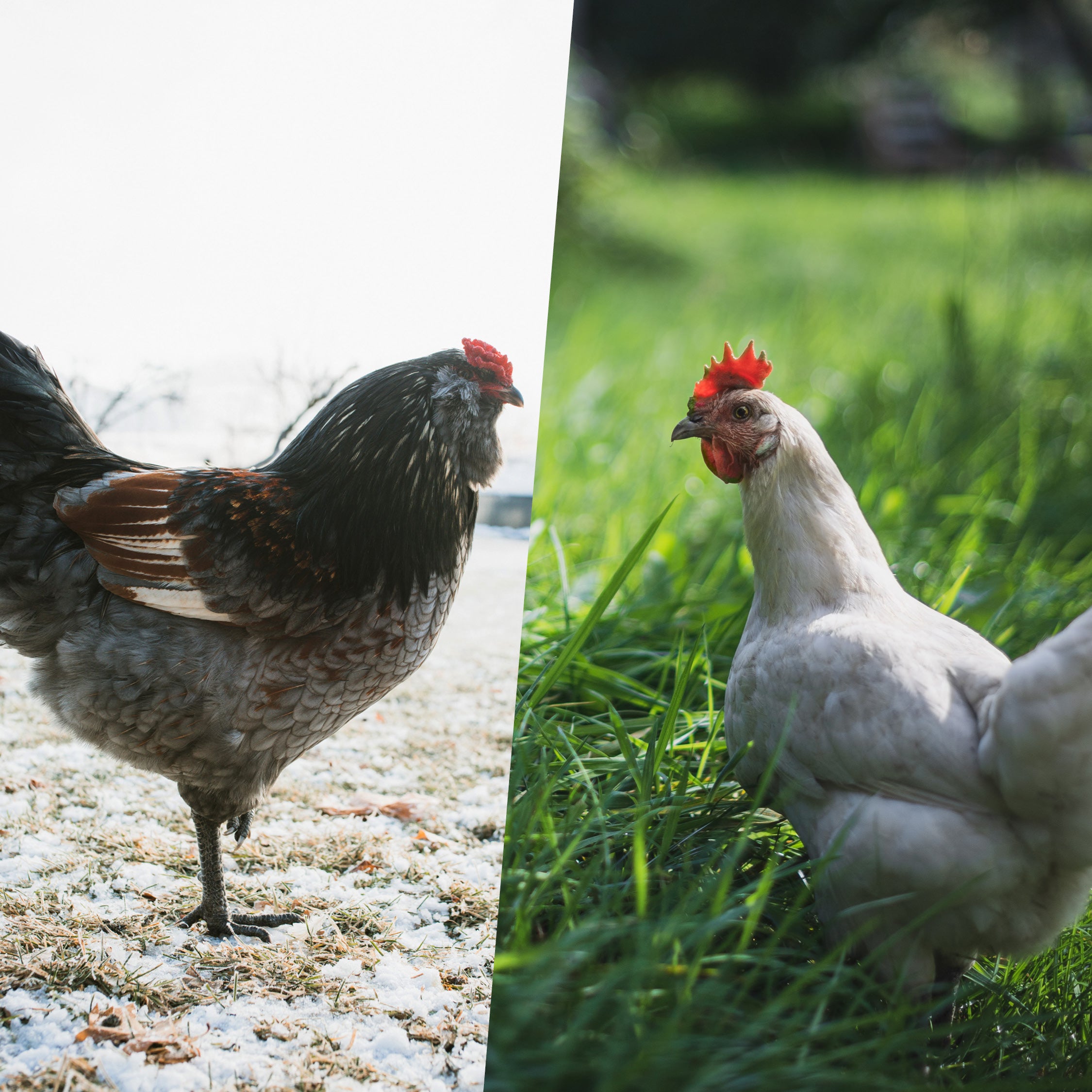 Kippen houden in de zomer en winter