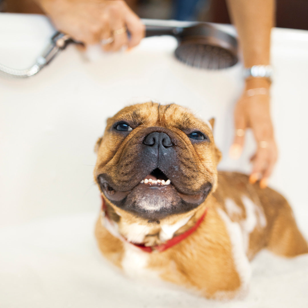 4 tips voor het wassen van je hond