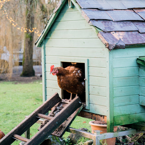 Tipps zur Haltung von Hühnern