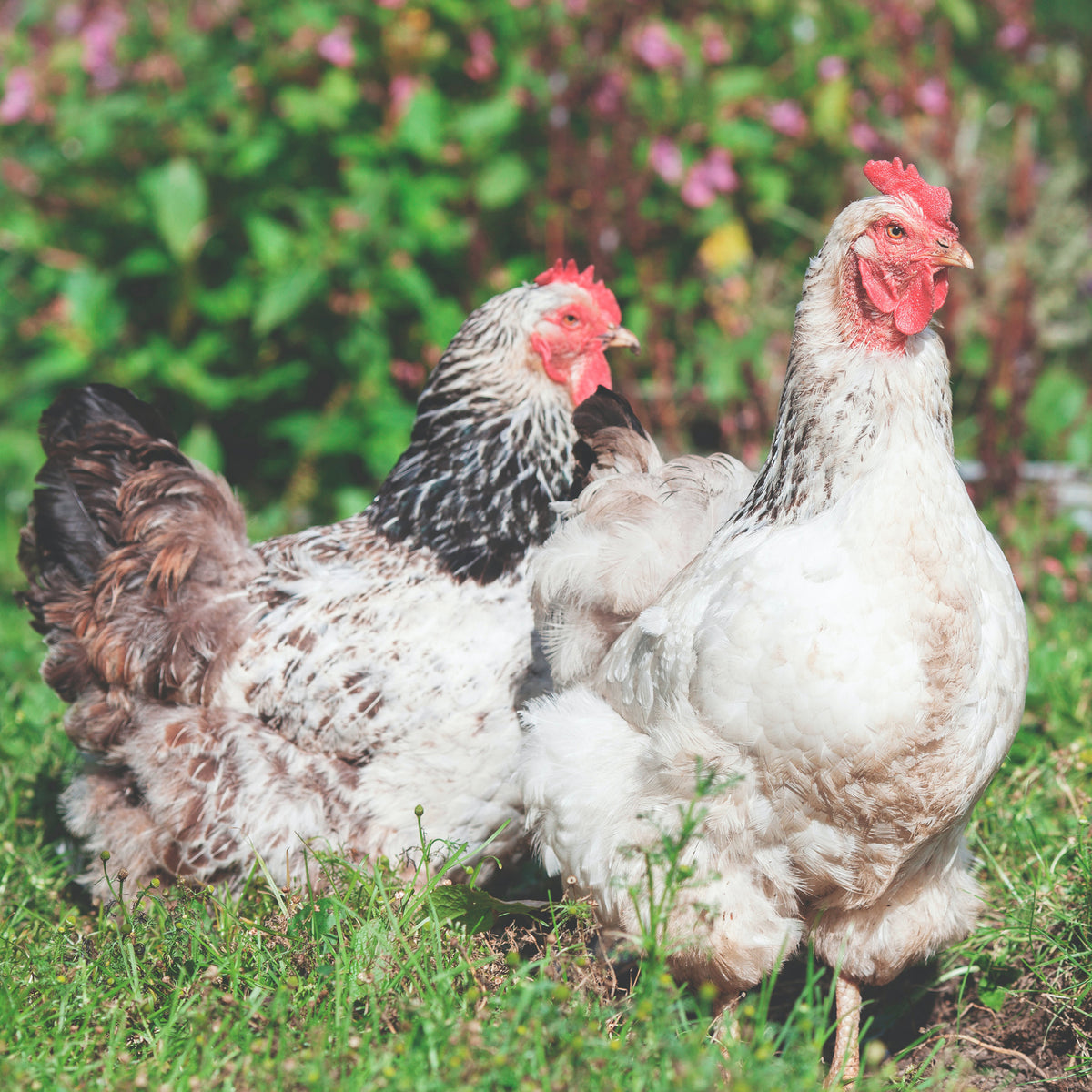 Chicken guide: Eten om te vermijden