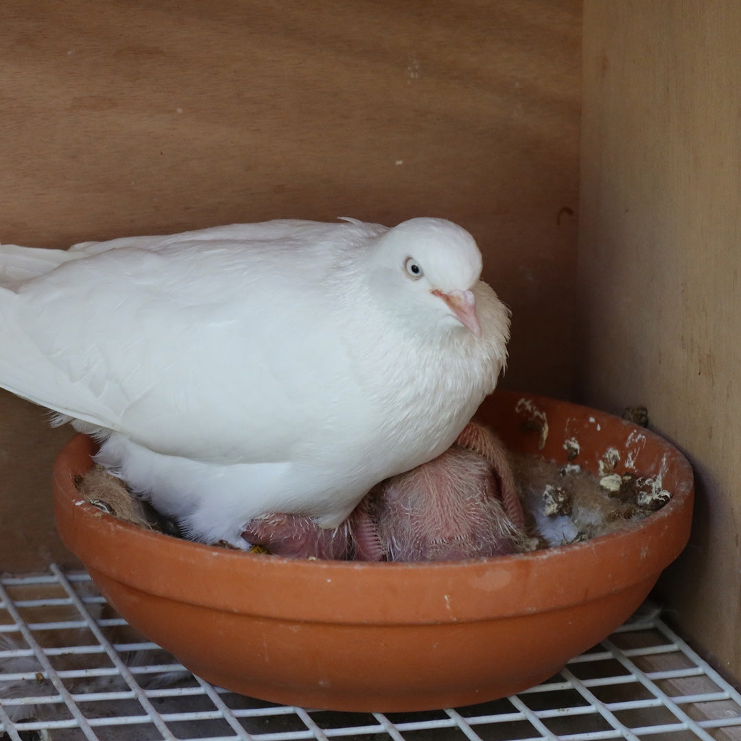 Breeding pigeons