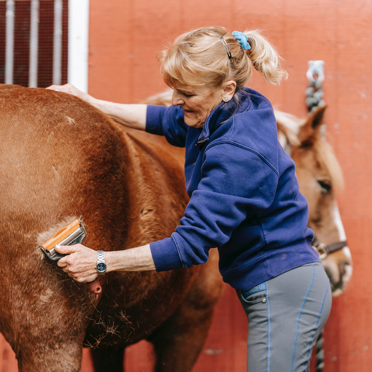 De vachtverzorging van paarden