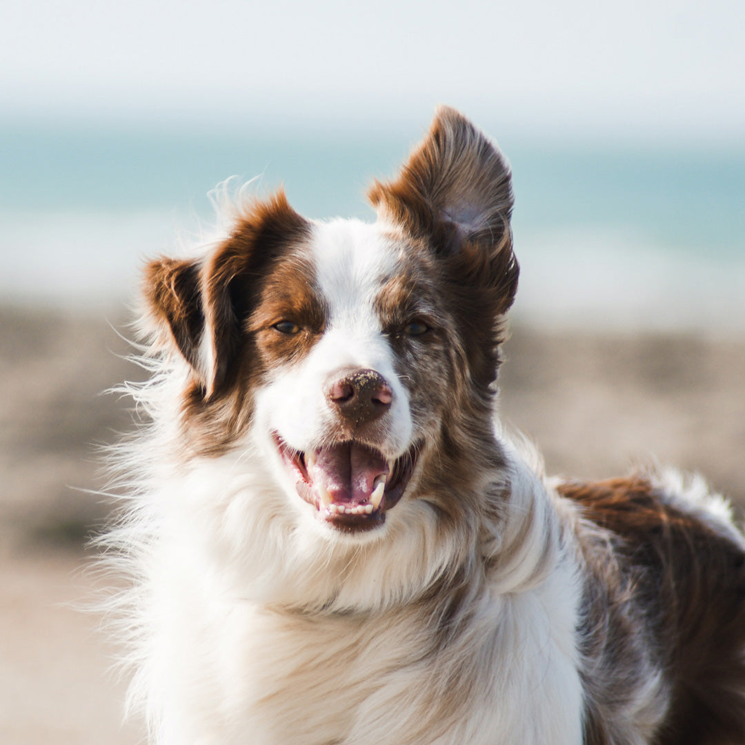 chien en bonne santé : les bienfaits de l'origan