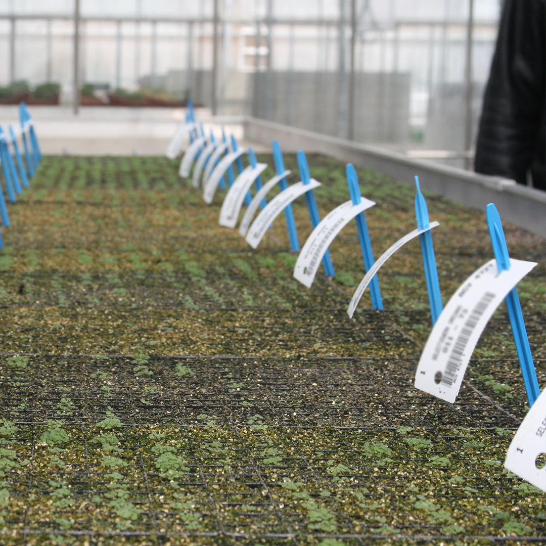 Ons complete proces, van zaadje tot eindproduct