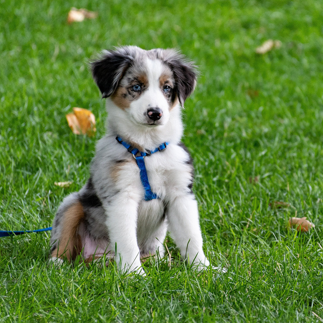 Conseils pour prendre soin d'un chiot