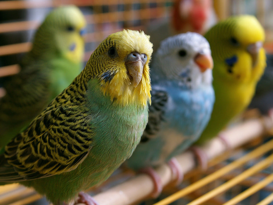 Siervogels
