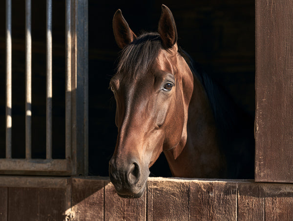 Paard in de stal